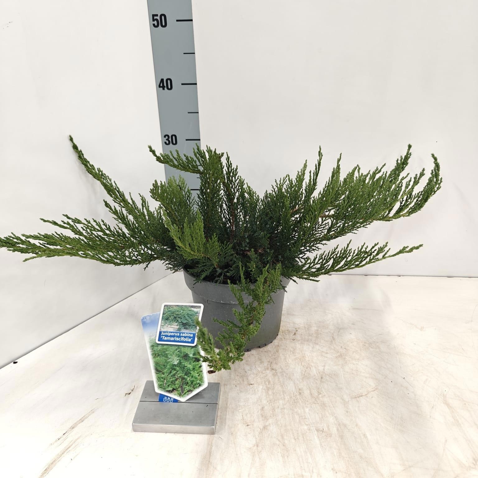 Juniperus sabina 'Tamariscifolia', D 19