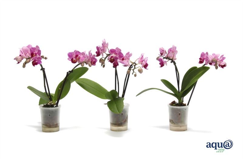 Phal p06 Tiny Dolls pink 2T10+ Aqu@, D 6