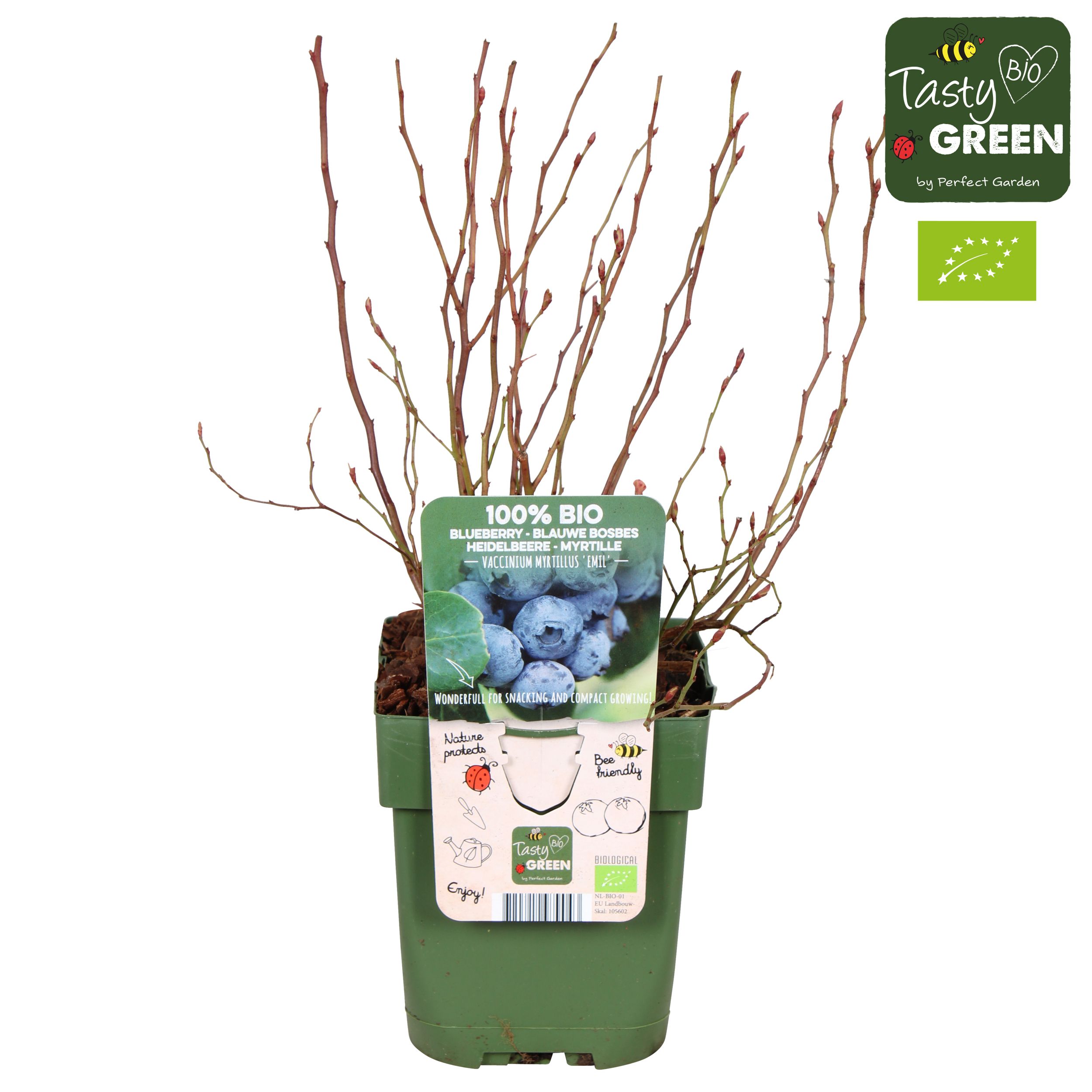 Vaccinium myrtillus 'Emil' Bio P13, D 13