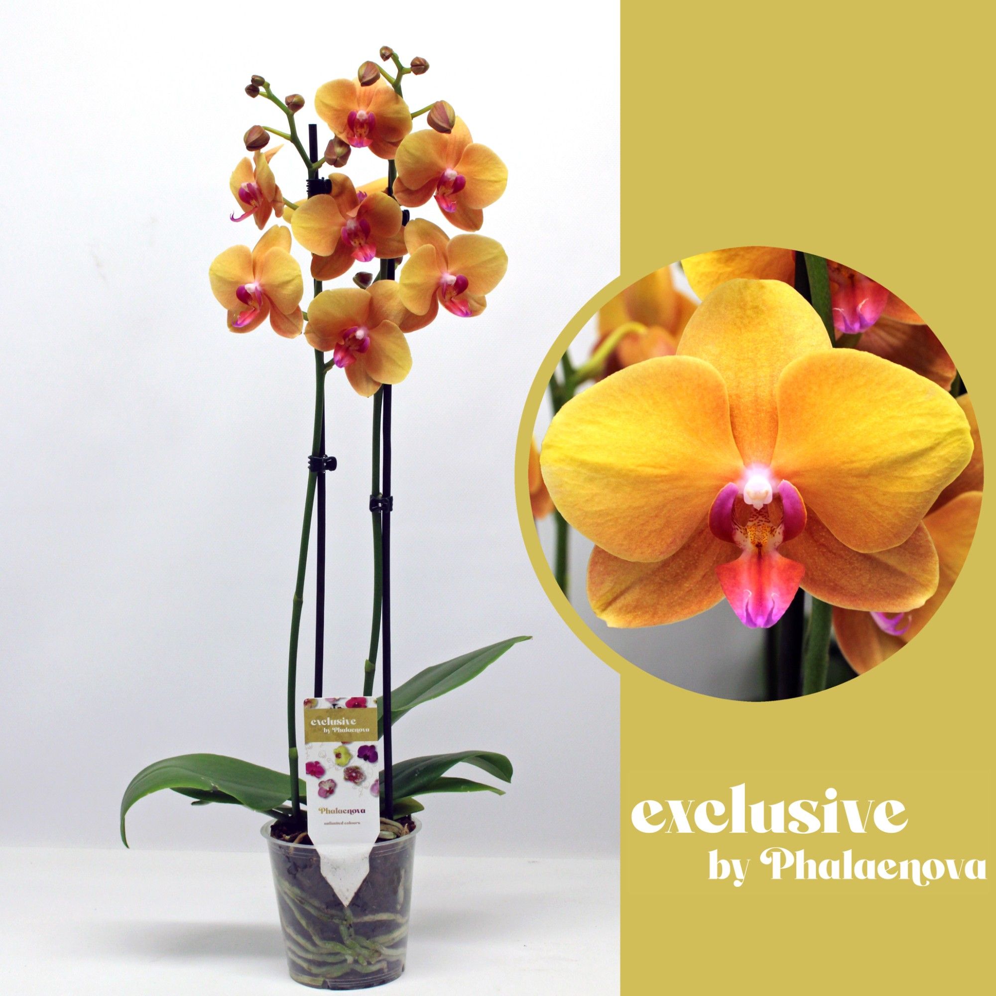 Buddha 2- tak 60 cm (RIJP), D 12