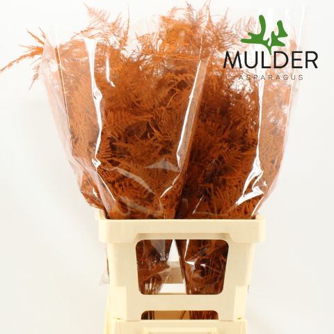 Аспарагус Овериг Крашеный (краш. ) 65, шт.