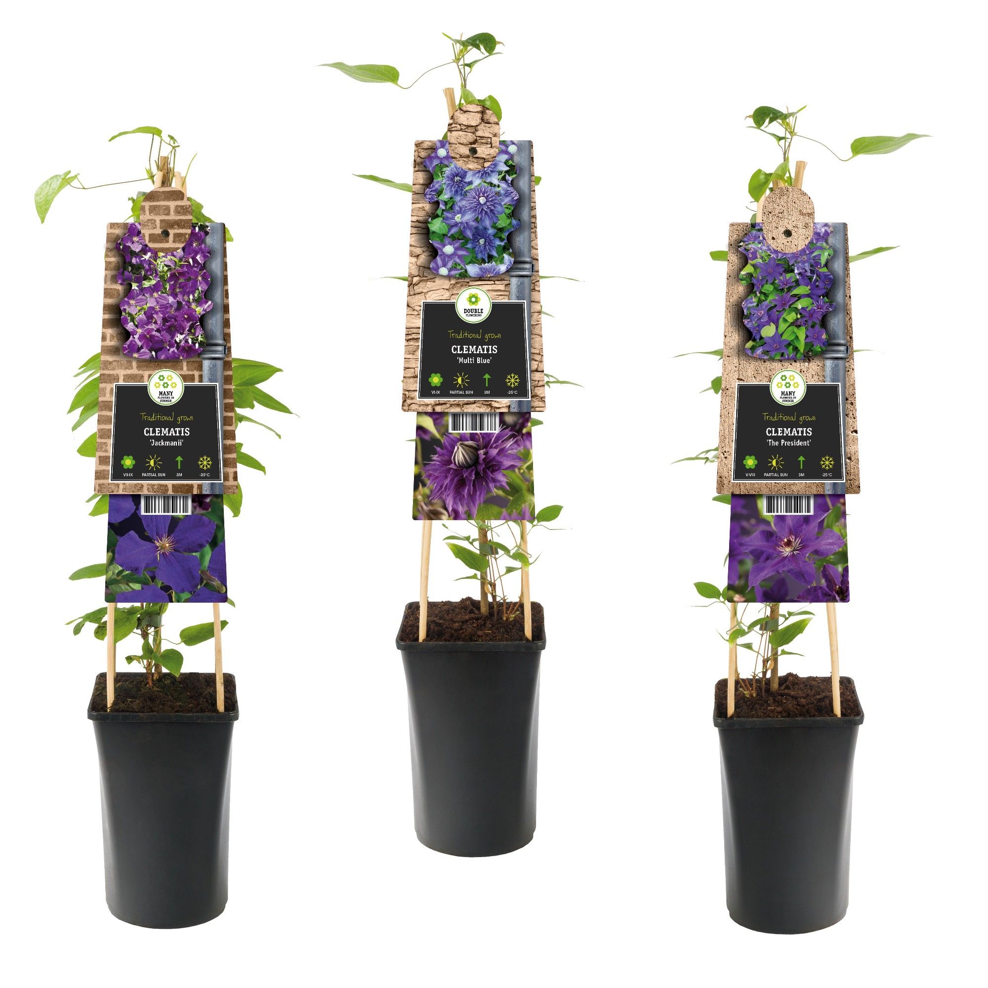 Mixshelf Clematis blue +3.0 label, D 17