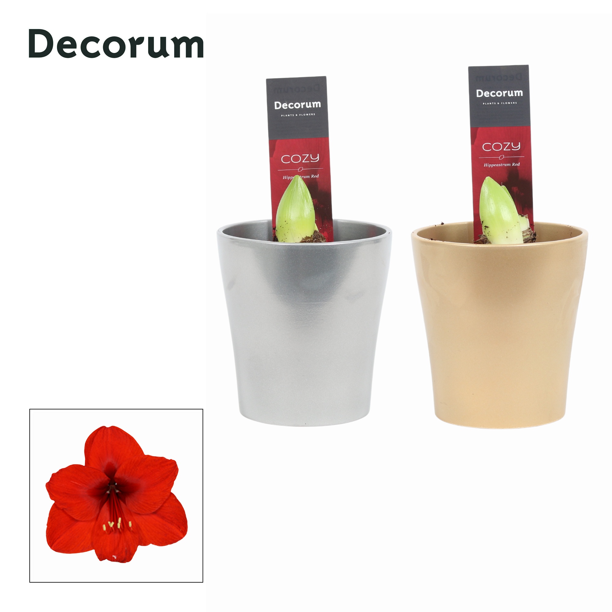 Amaryllis Rood 2 Knop Amy KERST (Decorum), D 12 cm
