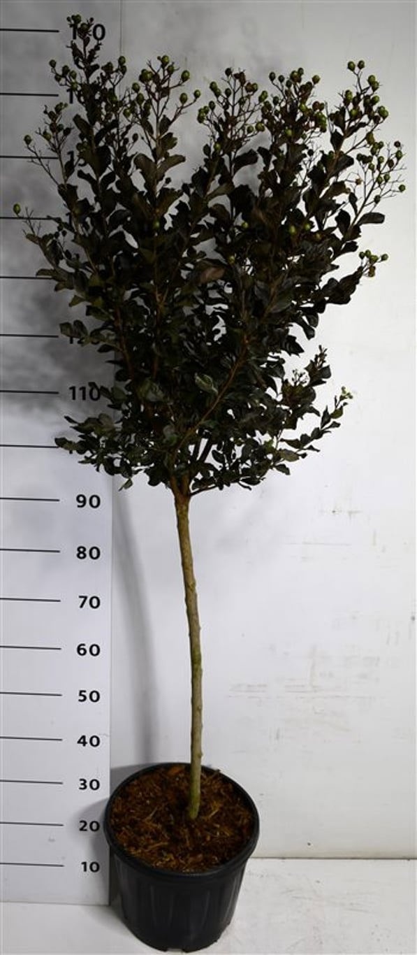 Lagerstroemia i. Coconut Sorbet, D 32