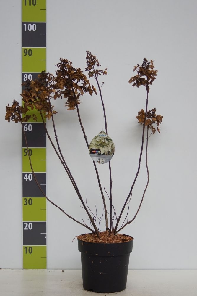 Hydrangea paniculata 'Confetti' (R) C 4,6, D 23