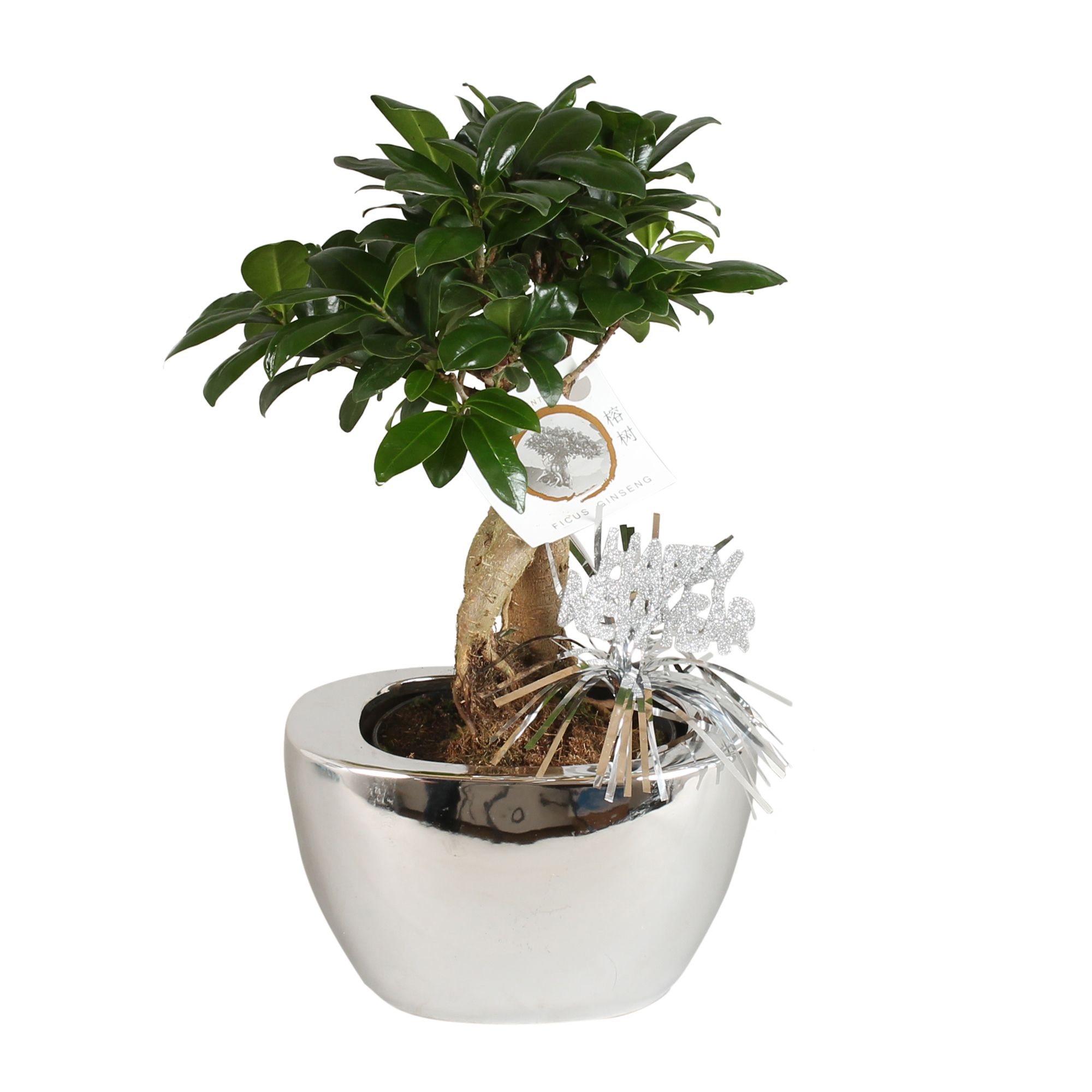 Ficus m. Ginseng pot ø12cm in ø19cm Folded pot Silver, D 19