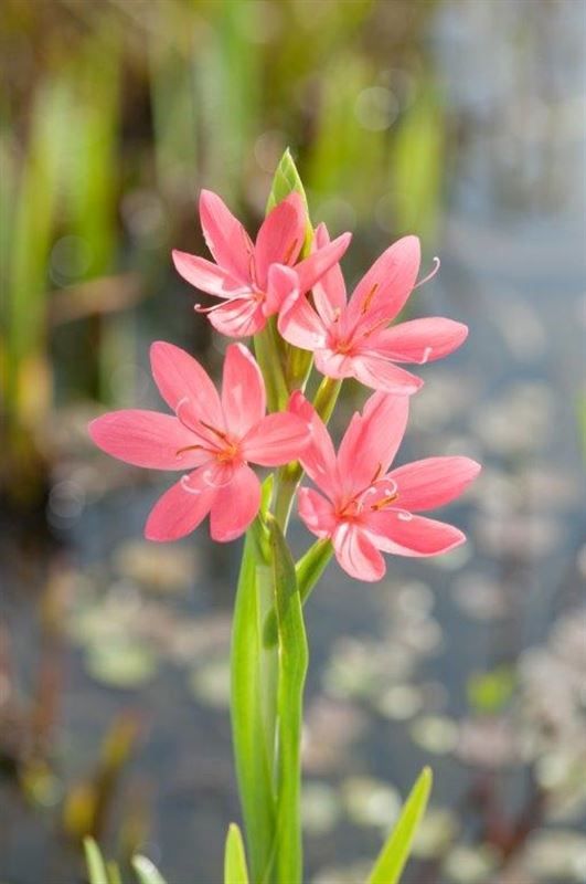 Schizostylis coccinea Mrs Hegarty, D 9