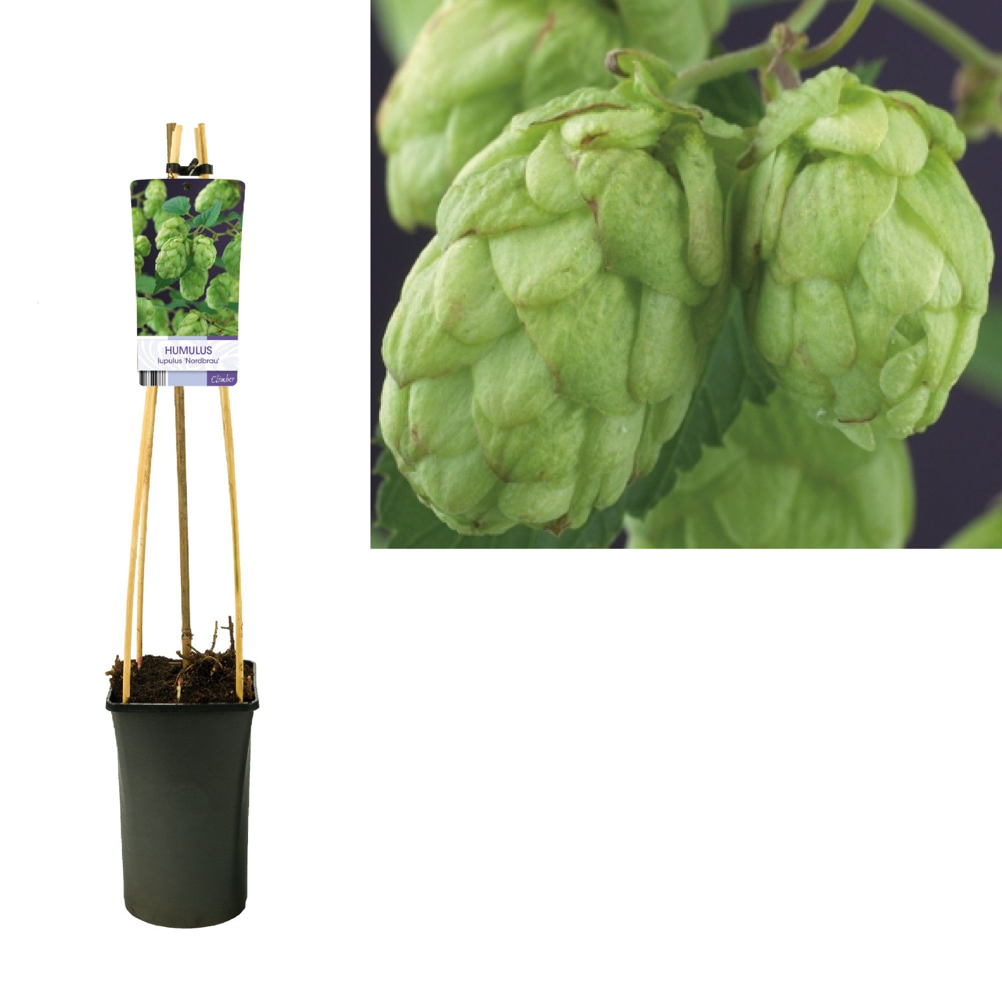 Humulus lupulus 'Nordbrau' +light label, D 17