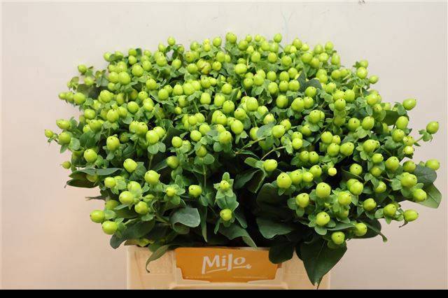 Гипперикум Мэджикал Грин Пауэр 40, шт.