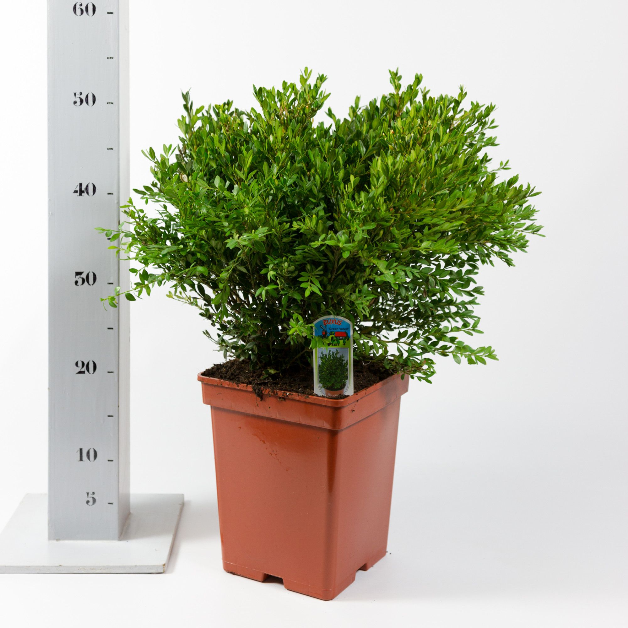 Buxus 'Green Velvet', D 19