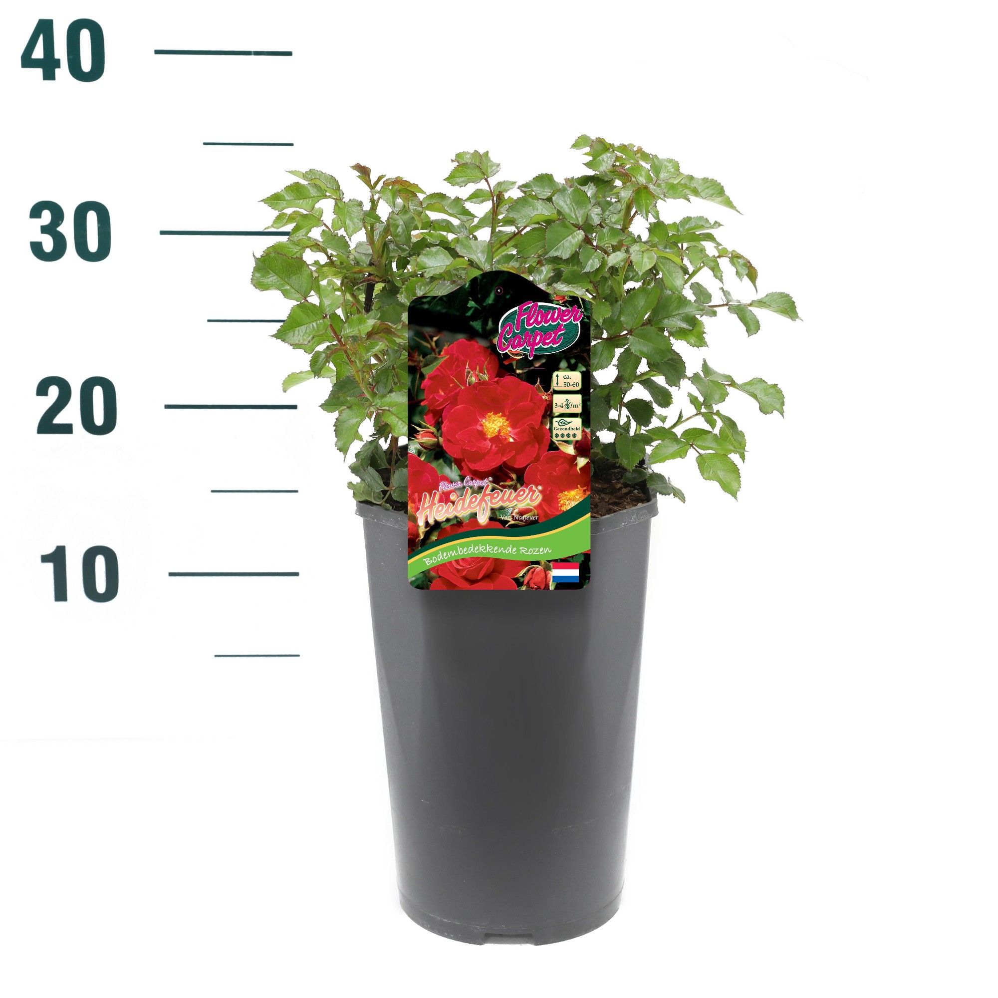 Rosa 'Heidefeuer' - Struik - C3rp - Flower Carpet, D 19 cm Rosa 'Heidefeuer' - Struik - C3rp - Flower Carpet, D 19 cm
