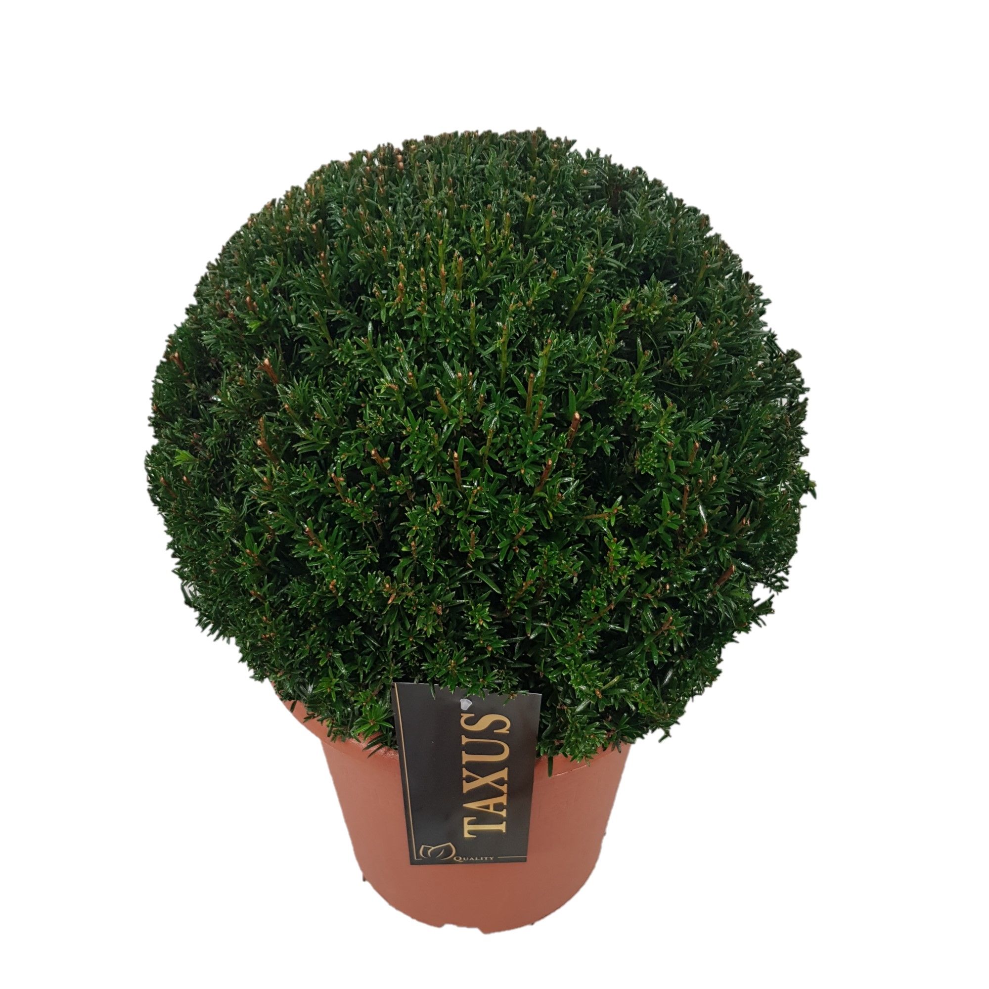 Taxus baccata Bol p24 (th) 30-35 ©, D 24
