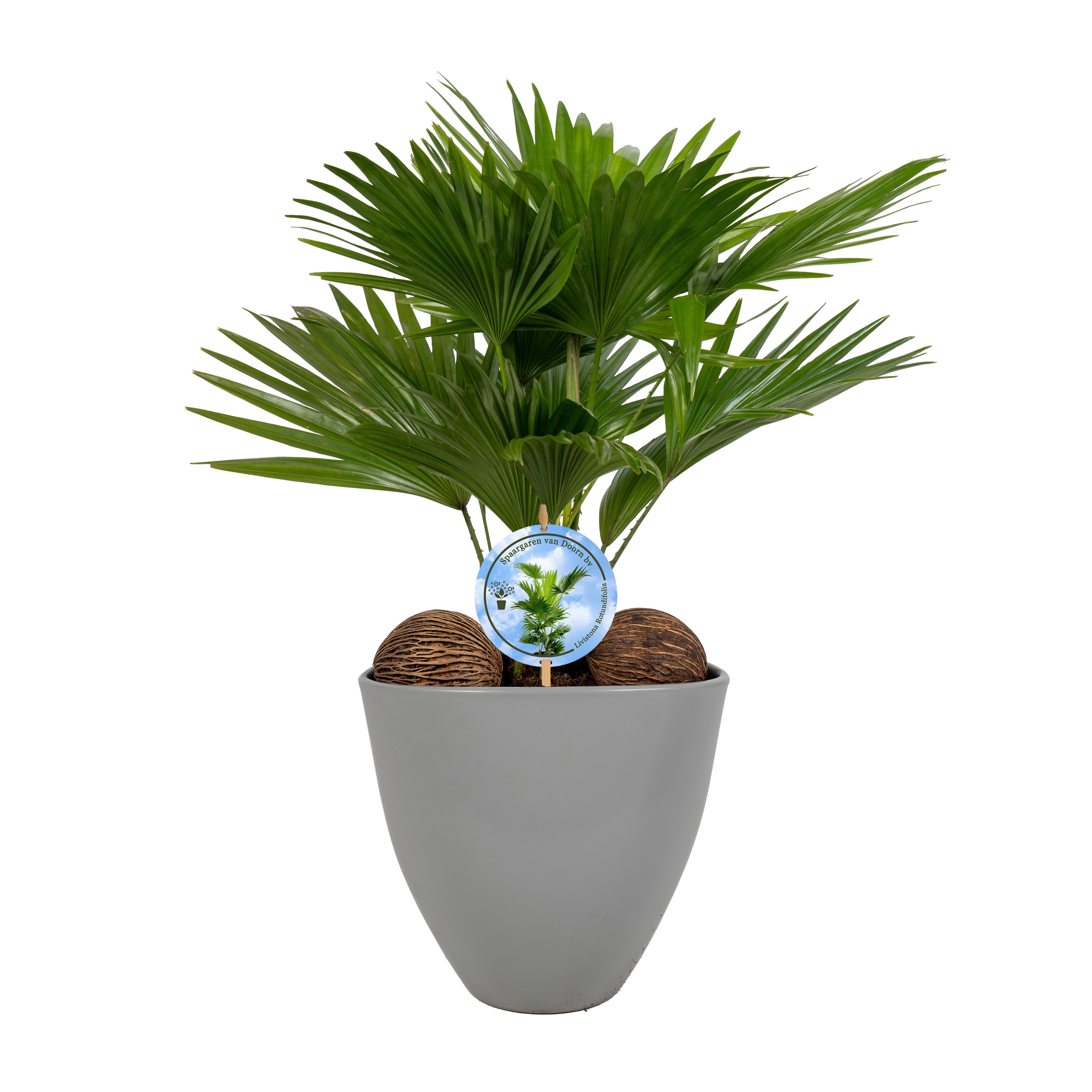 Livistona in avani grey pot aspd Disk etiket Lucht Zuiverend, D 22