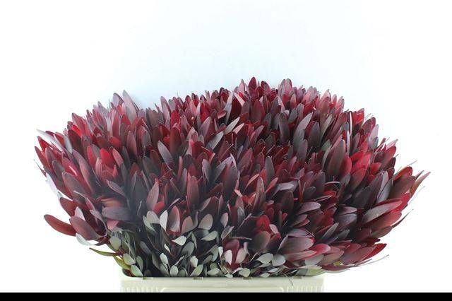 Леукадендрон Сафари Сансет 60 (красн.), шт.