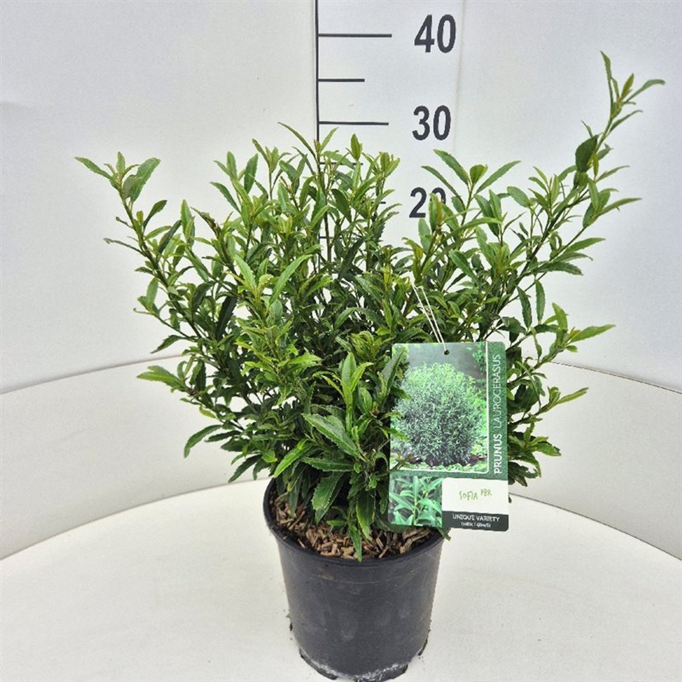 Prunus laur. 'Filigrow Sofia', D 21
