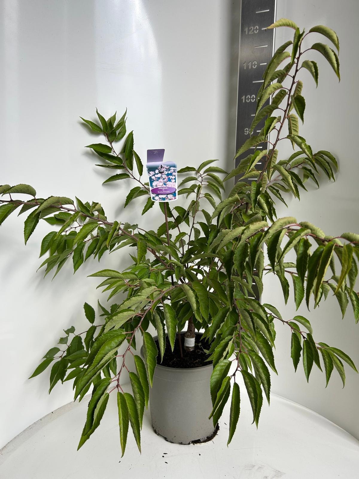 Prunus 'Autumnalis', D 29 cm