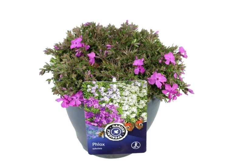 Phlox subulata McDaniels Cushion, D 23