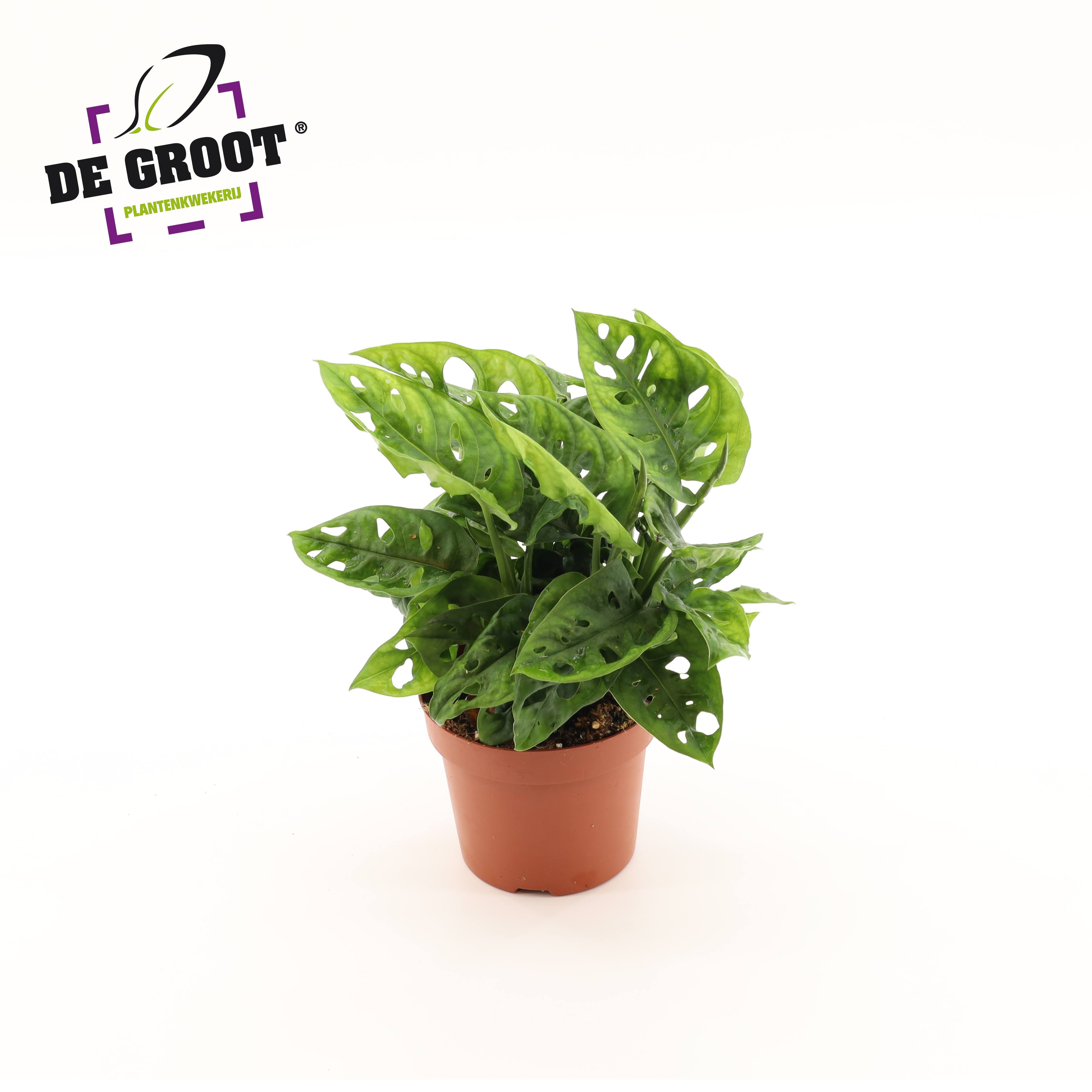 Monstera Adansonii, D 12