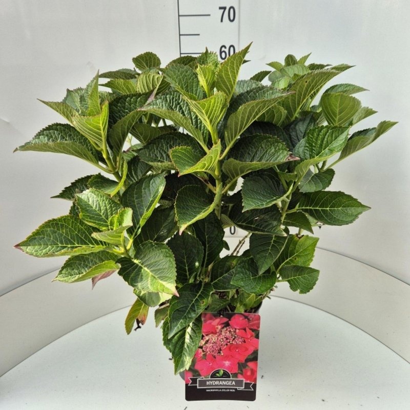 Hydrangea m. 'Rotkehlchen', D 29