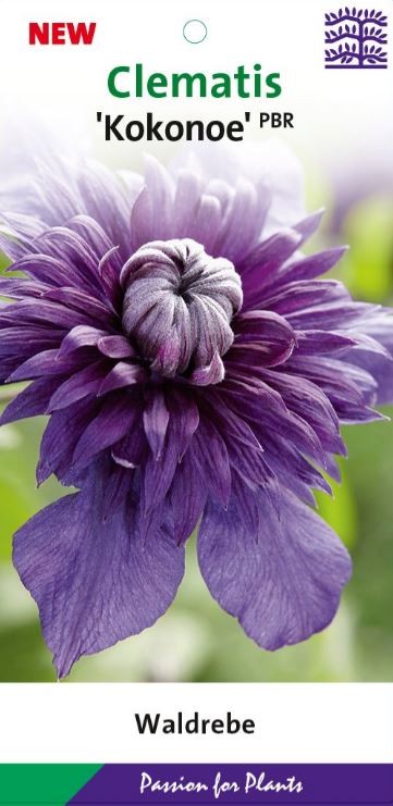 Clematis 'Kokonoe' 80CMC2, D 17 cm