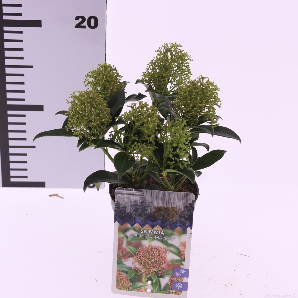 Skimmia jap. 'Marlot', D 9,5 cm