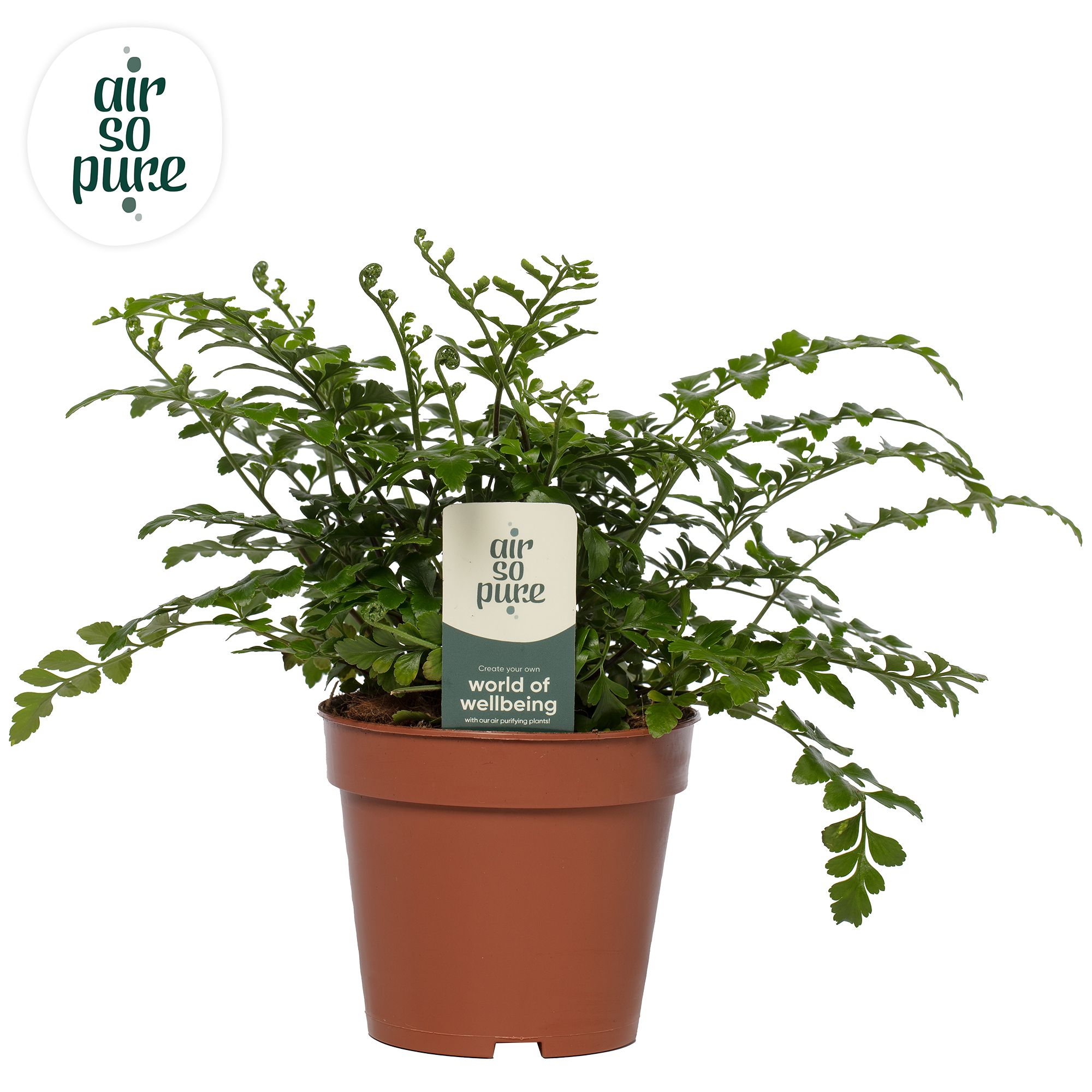 Asplenium parvati - Air So Pure, D 12