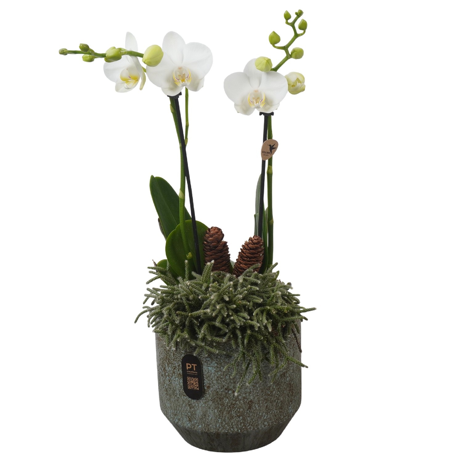 PTPAE1714 Arrangement Phalaenopsis Autumn Exclusive in keramiek pot, D 16 cm