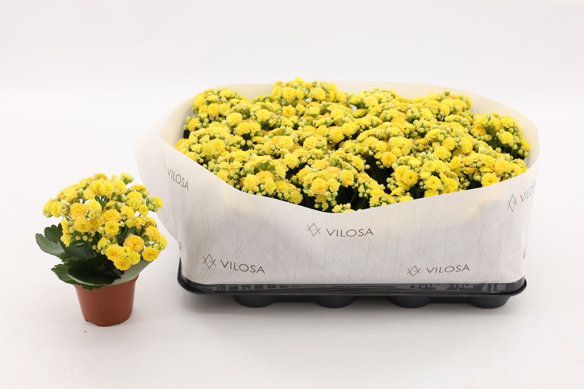 Kalanchoe Double Yellow, in kraag, D 8