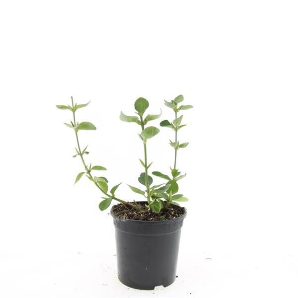 Euonymus fort. 'Vegetus', D 14