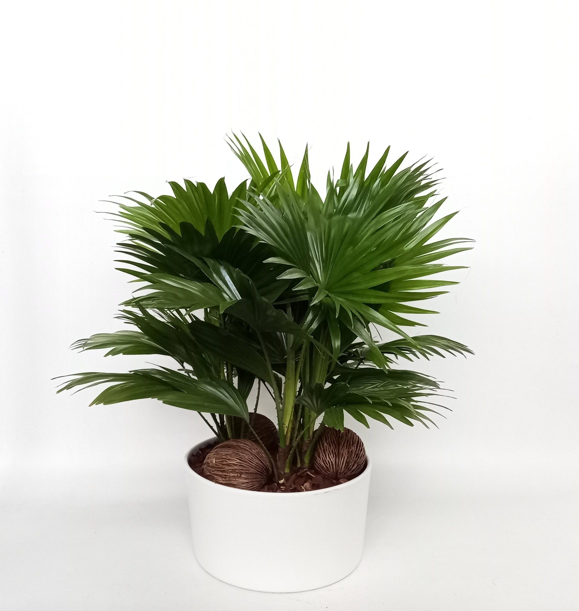 Livistona in Andorra 3 pp Glans, D 26