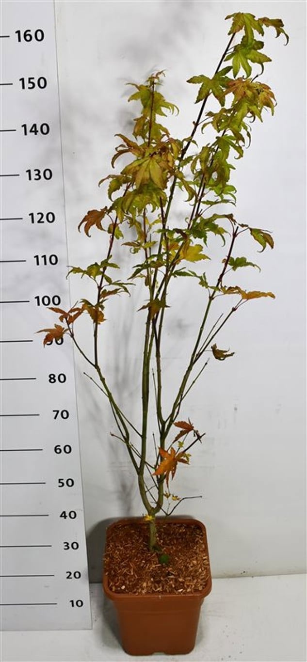Acer pal. 'Summer Gold', D 32