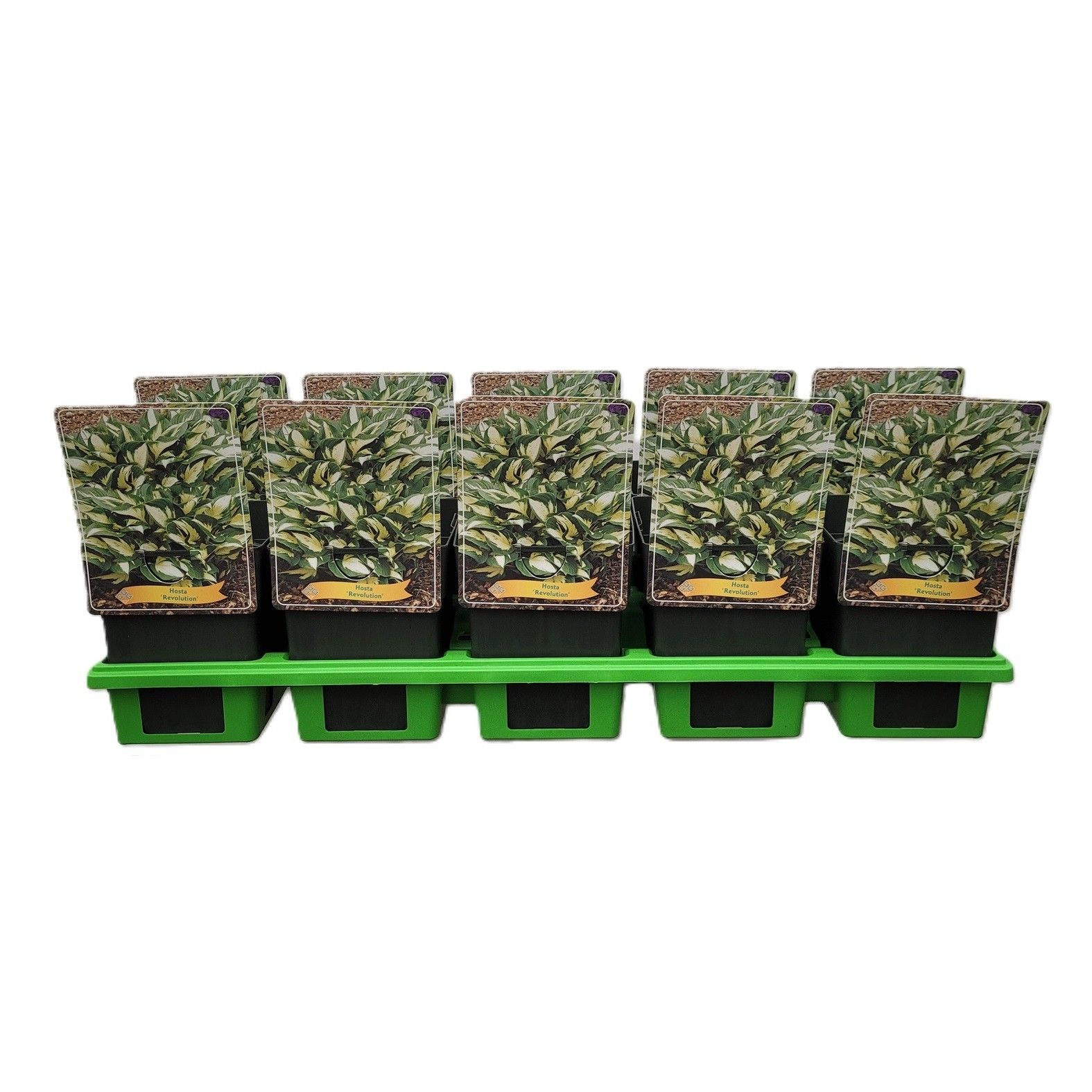 Hosta 'Revolution' P11, D 11