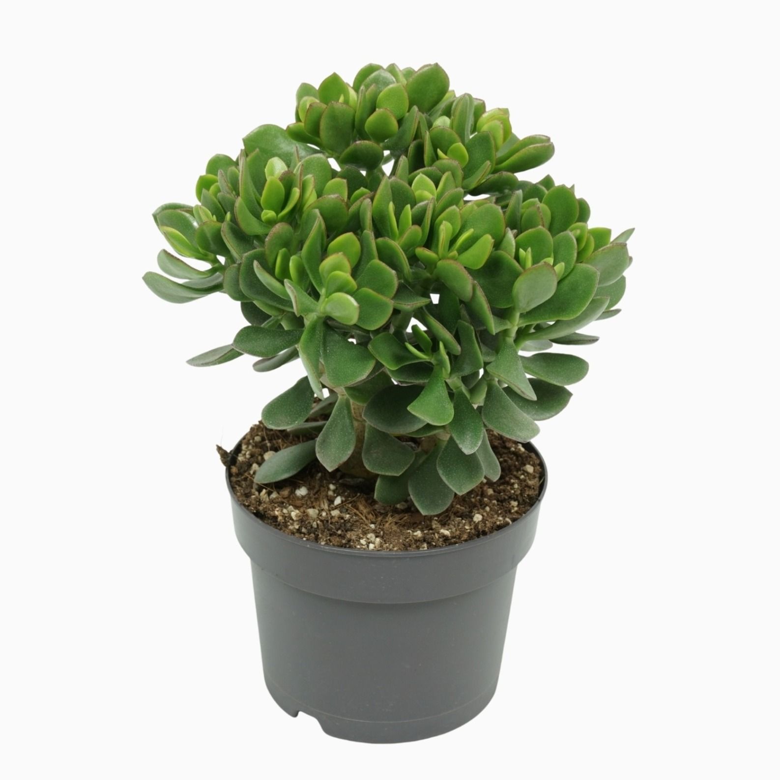 Crassula minova 17 cm, D 17