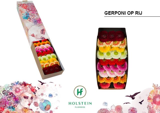 Гермини Помпон Микс в линию x60, шт.