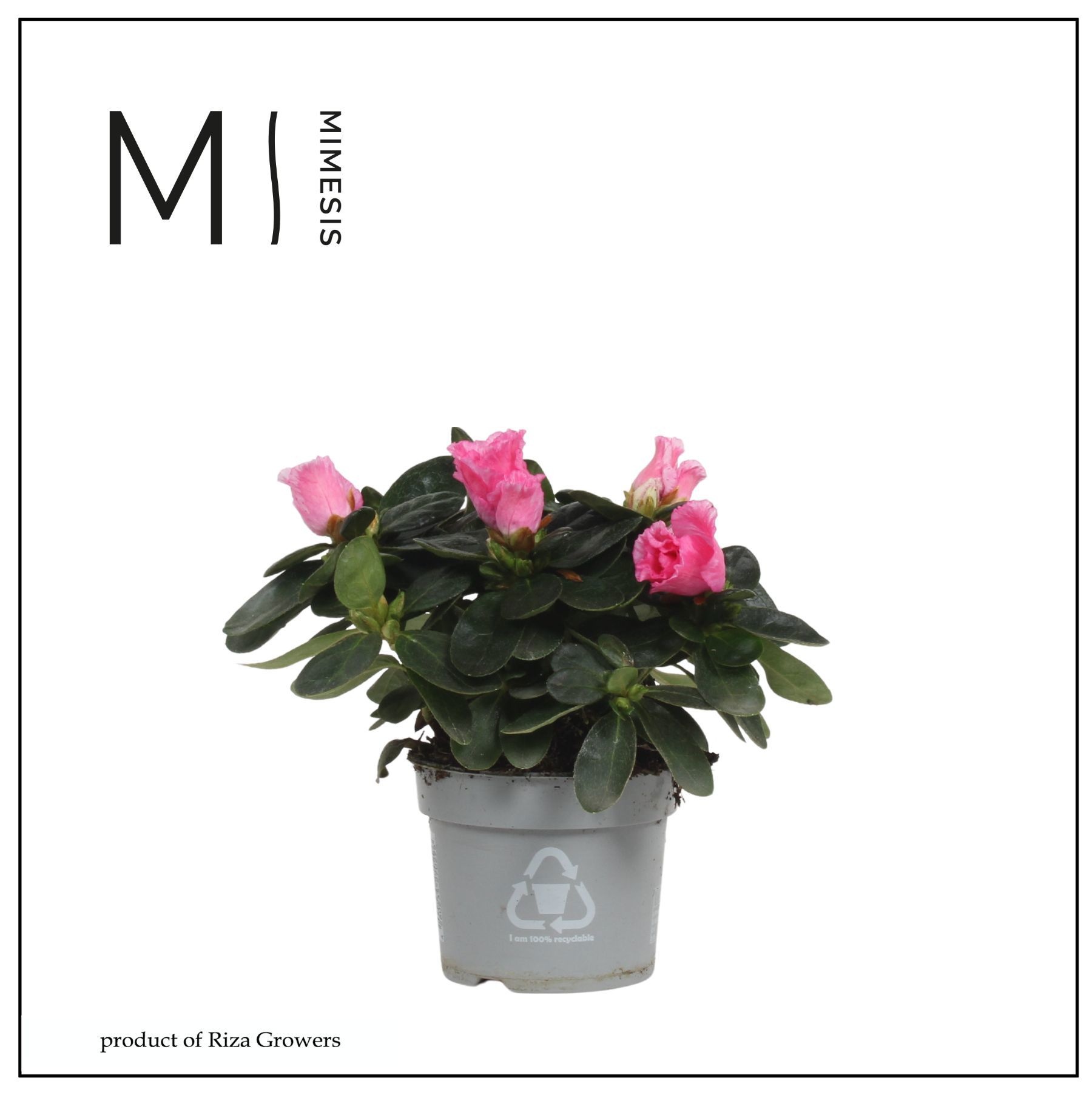 Mimesis Azalea - 9cm Bont, D 9 cm