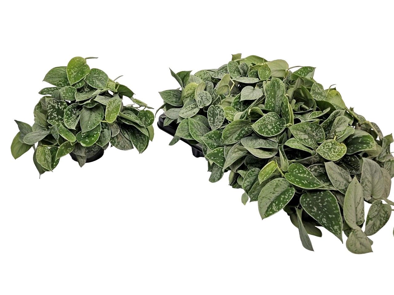 Scindapsus Silvery Ann bush, D 14