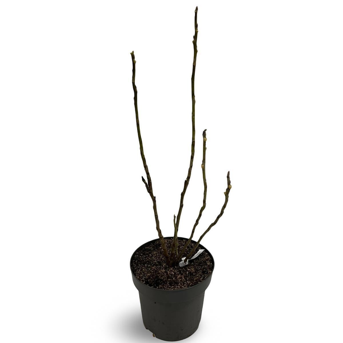 Decaisnea fargesii, D 32