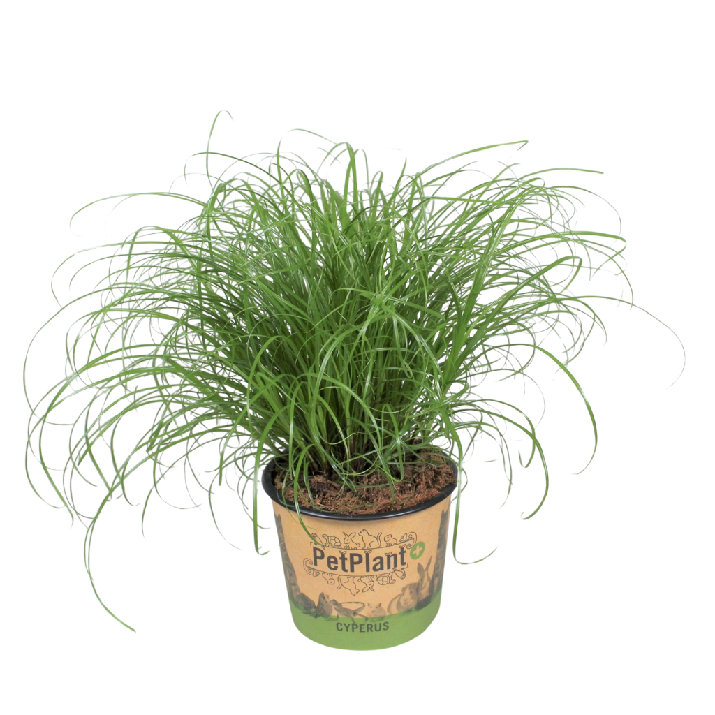 Cyperus alternifolius Zumula PetPlant potcover, D 12