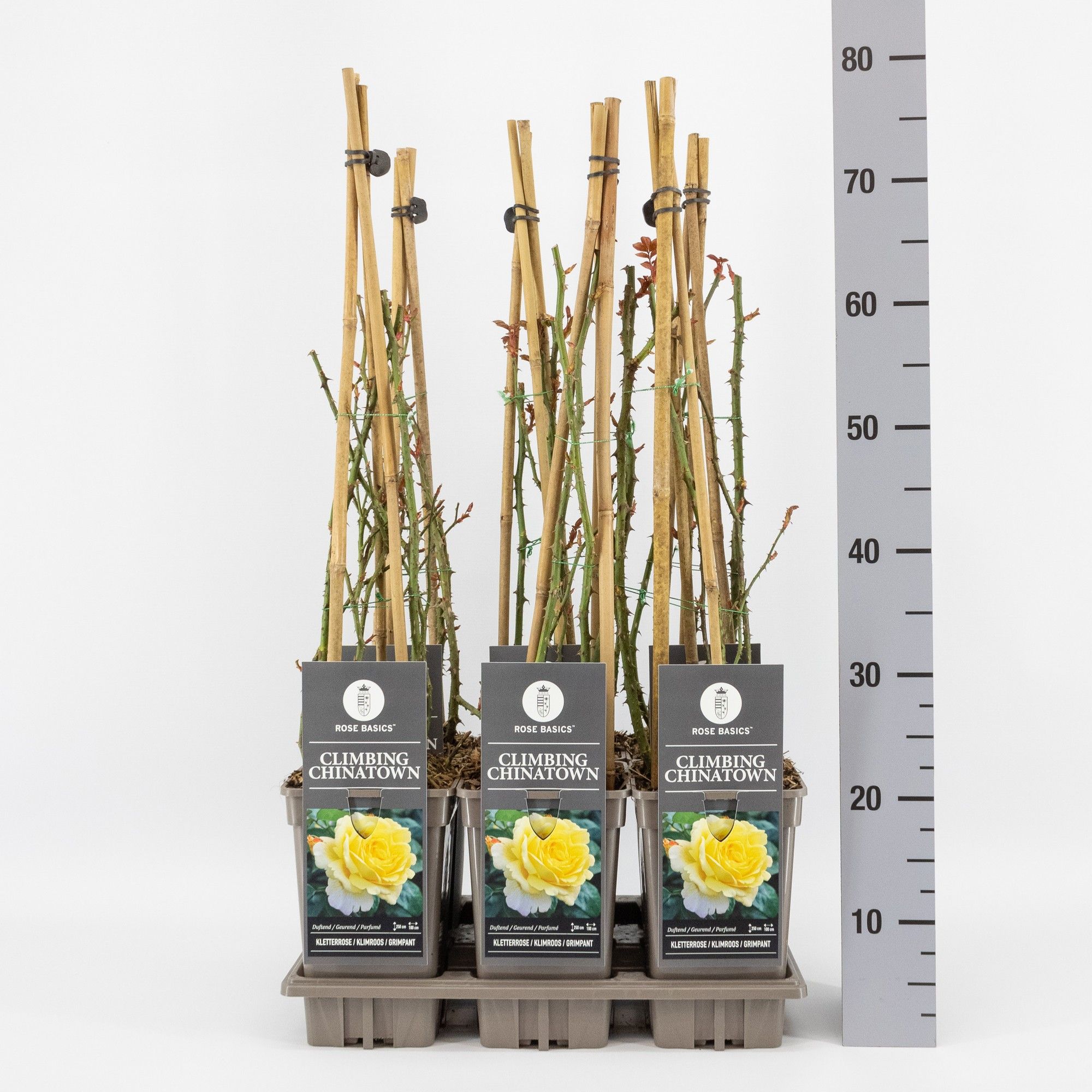 Rosa (K) Climbing Chinatown, C3, 3 stok 75cm, D 17