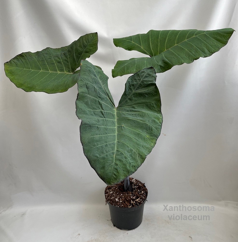 Xanthosoma violaceum 29cm [Purple Taro] *NEW*, D 29 cm