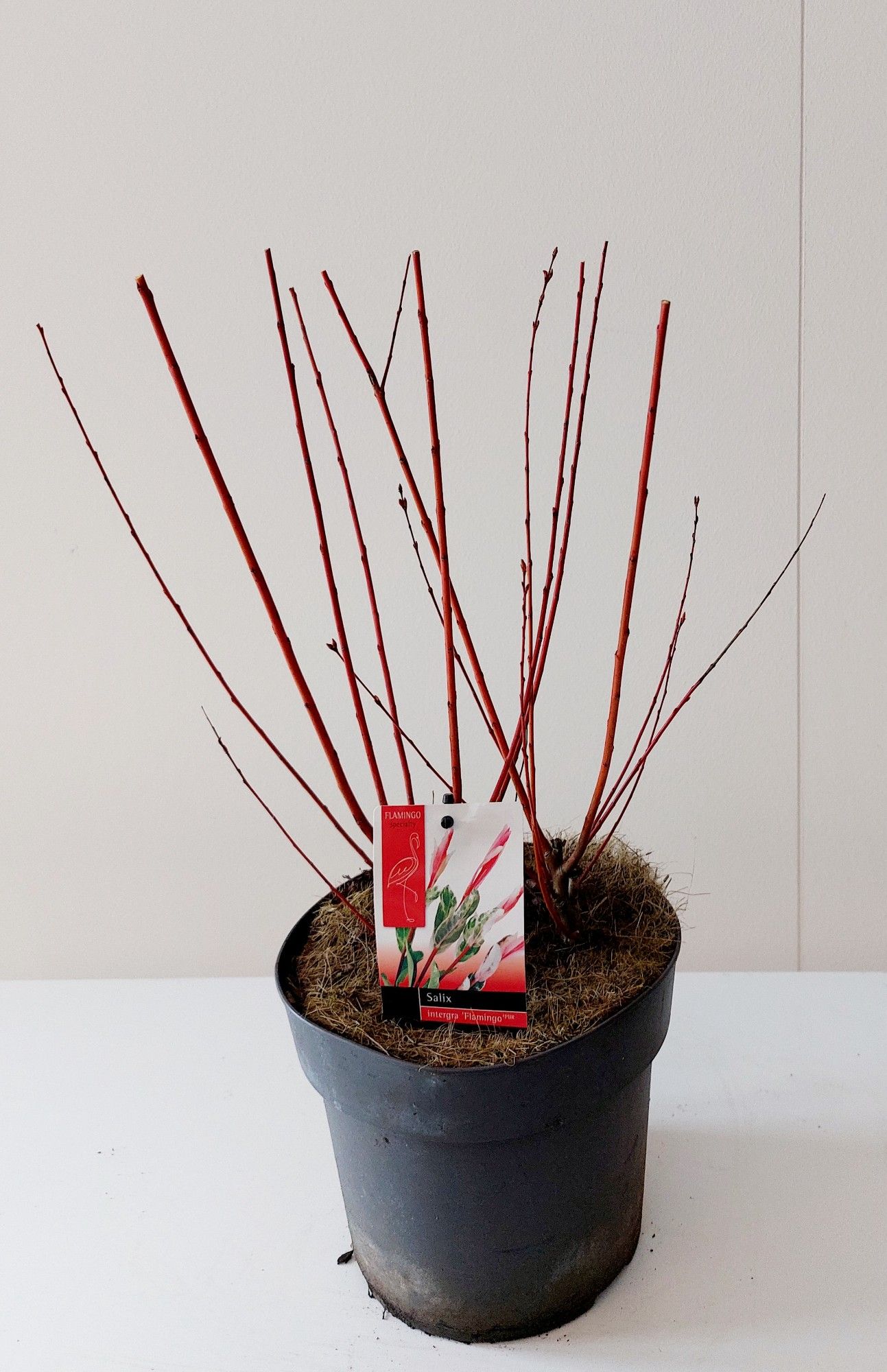 Salix Flamingo bush p19, D 19