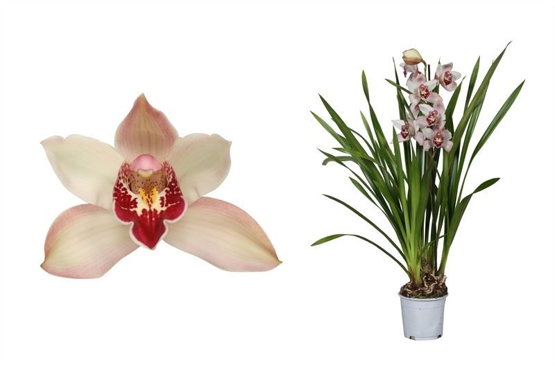 Cymbidium p12 Dwarf Pink 1T05+, D 12