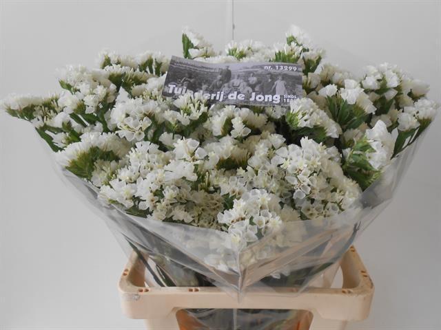 Статица Вайт Старлайт Вингз 75 (бел.), шт.