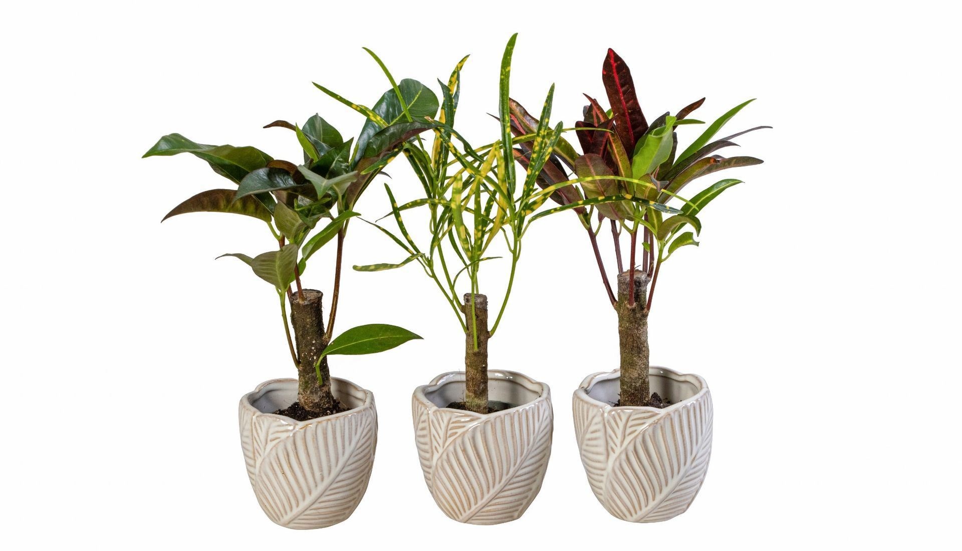 L 66069 With Cane Mix 6 cm, D 6