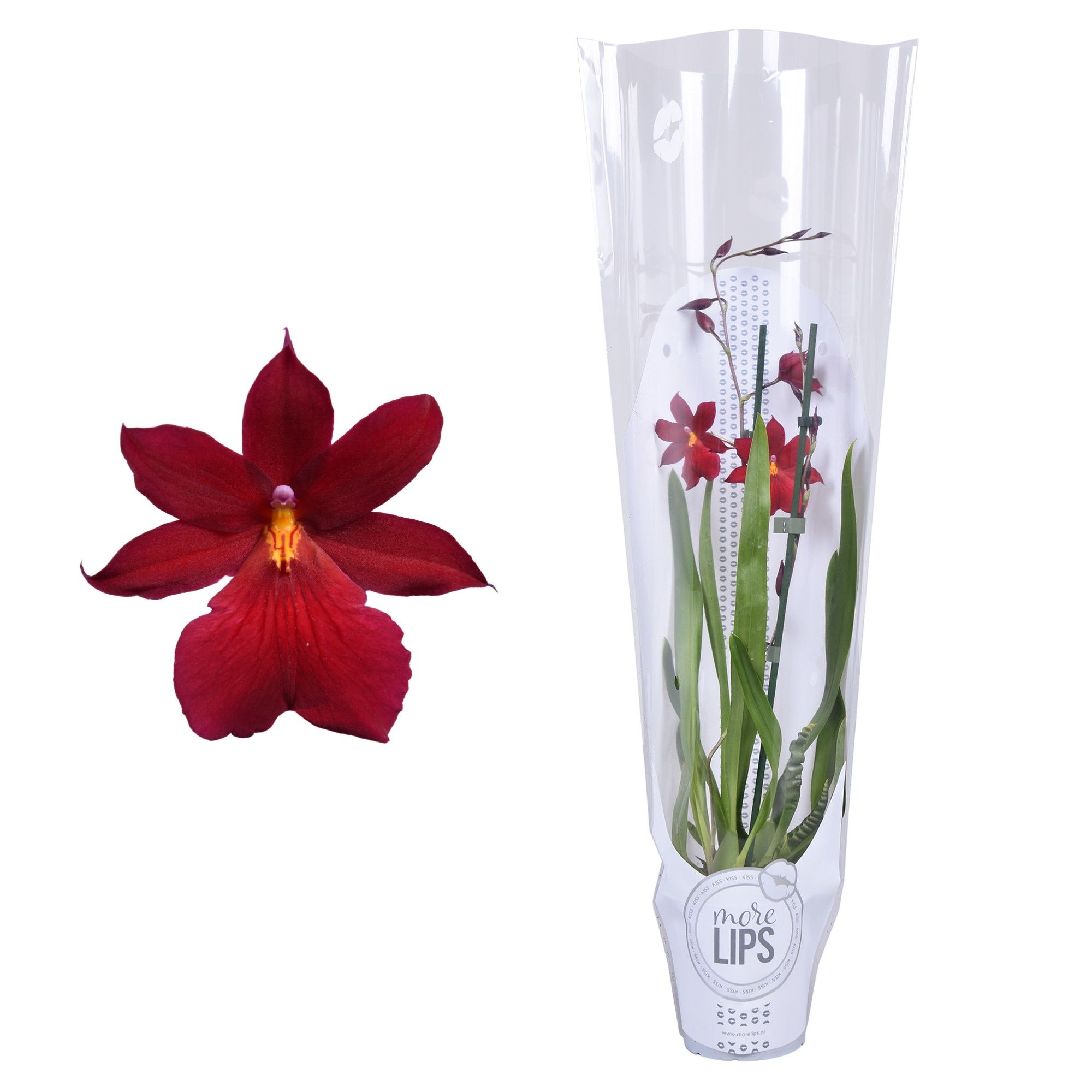 MoreLIPS® Cambria 'Nelly Isler' 2 tak met witte showhoes, D 12