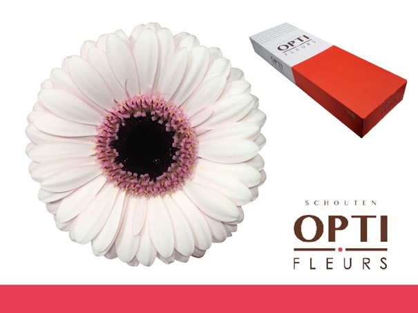 Гермини Эбби Лу x60, шт.