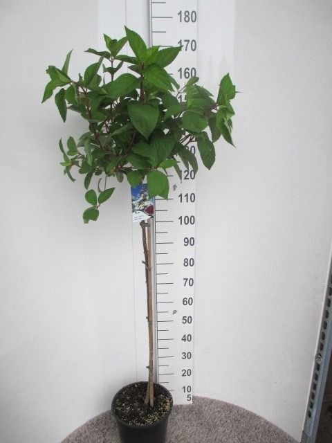 Hydrangea pan. Wim's Red 80 stam P28, D 28 cm