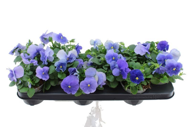 Viola witt. Delta Pure Light Blue, D 11