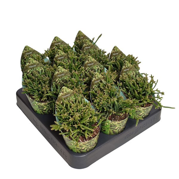 RHIPSALIS CAPILLIFORMIS - POT Ø 6,5 WITH POTCOVER (CACTUS), D 6,5