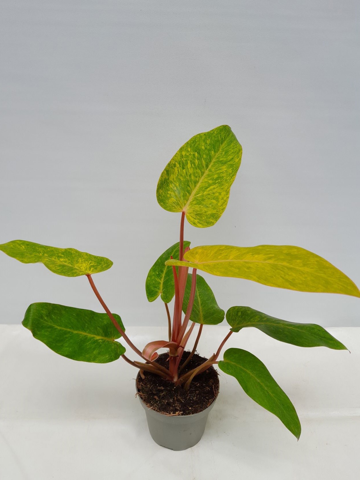 PHILODENDRON ERUBESCENS 'PAINTED LADY', D 12 cm